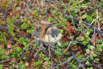 Lemming in Finland